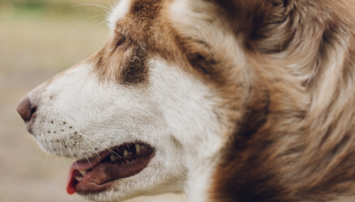 Mon chien tousse : que faire ?