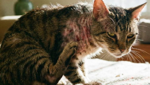 La dermatite chez le chat : comprendre, agir et prévenir