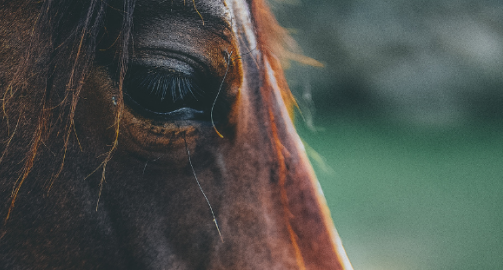 Prendre soin d’un cheval âgé : les points d’attention