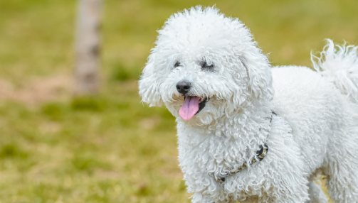 Le caniche : présentation d’une race affectueuse et intelligente
