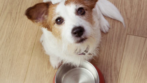Alimentation sèche ou humide pour son chien : que choisir ?