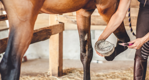 Prendre soin des sabots de son cheval : ce qu’il faut savoir