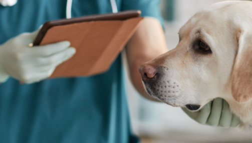 L’incontinence urinaire chez le chien : causes, signes et solutions