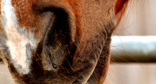 La gourme équine : origine, signes cliniques et gestion en élevage