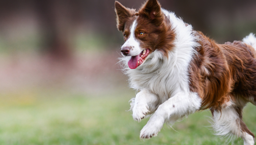 10 Conseils essentiels pour un chien en pleine santé