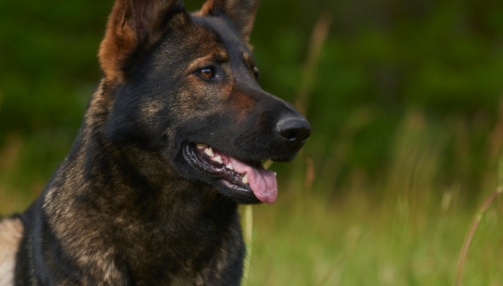 La dysplasie de la hanche chez le chien : comprendre et gérer cette affection commune