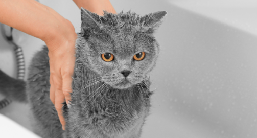 Faut-il laver son chat ?