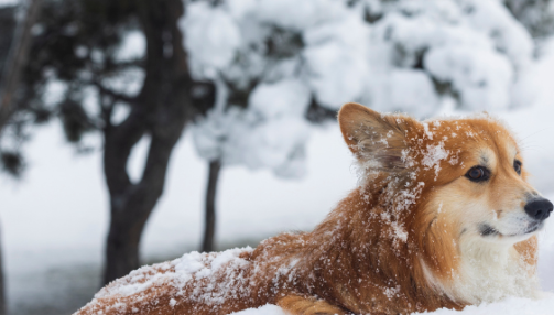 Hypothermie chez le chien : comprendre, prévenir et agir efficacement