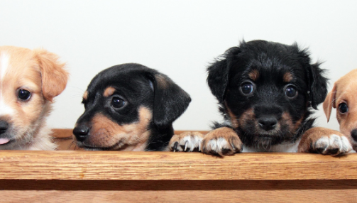 Conseils pour adopter un chien : tout ce qu’il faut savoir avant de se lancer