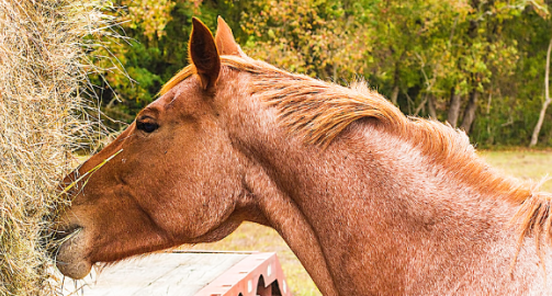Nourrir un cheval âgé : nos conseils