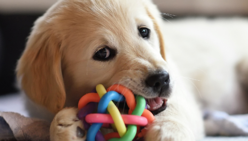 Comment choisir le jouet idéal selon l’âge de votre chien ?