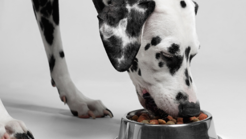 Choisir des croquettes adaptées à son chien