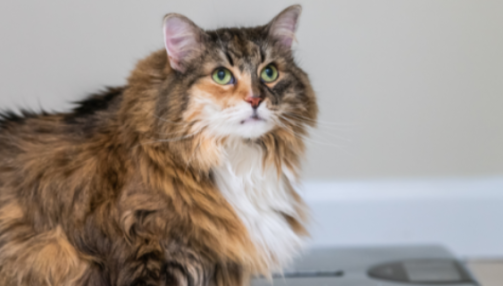 Comment faire maigrir un chat ?