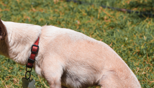 Infection urinaire chez le chien : causes, symptômes, traitement et prévention