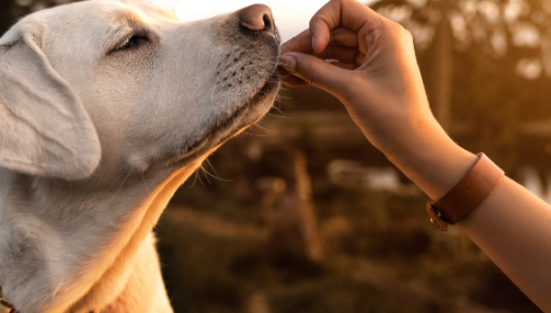 Peut-on donner des probiotiques humain à un chien ?
