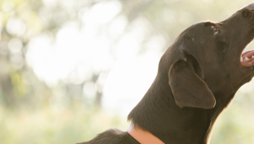 Dresser, éduquer son chien : nos conseils