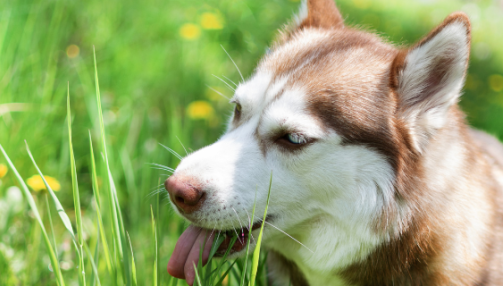 Pourquoi mon chien mange-t-il de l’herbe ?