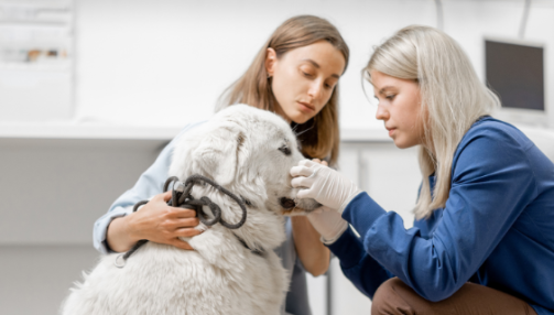 Comment protéger son chien contre les puces et les tiques ?