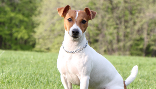 Le Jack Russel Terrier