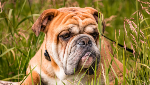 Le Bouledogue Anglais : une race de chien fascinante