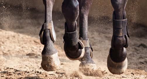 Remodelage ou remaniement osseux chez le cheval : qu'est-ce que c'est ?