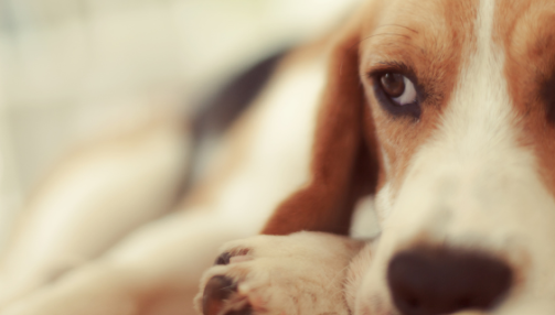 Coliques, gastrites et diarrhées chez le chien : comprendre, prévenir et traiter ces troubles digestifs