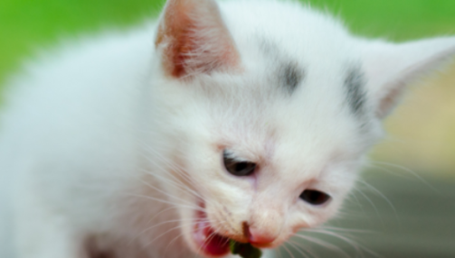 Quelles friandises donner à un chaton ?