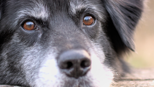 Comment soigner la cataracte chez le chien ?