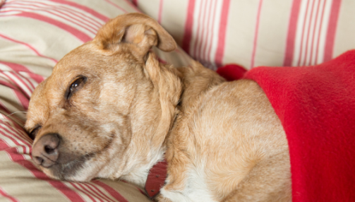 La parvovirose chez le chien : tout ce qu’il faut savoir