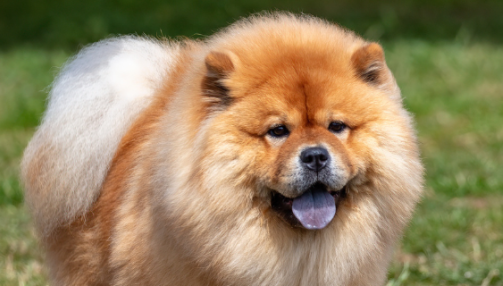 Le Chow Chow