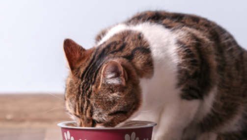 Nourrir son chat : une alimentation adaptée à chaque âge