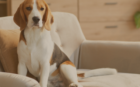 Guides et conseils chien