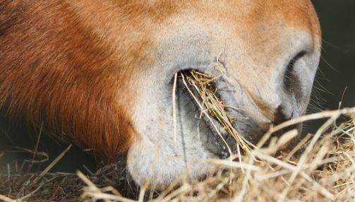 Quelle quantité d'aliment donner à son cheval ?