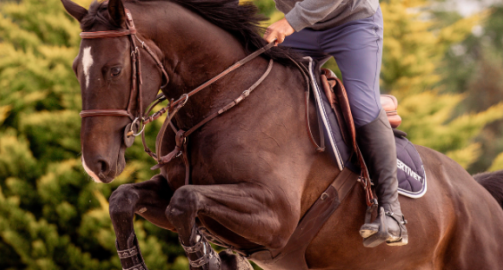 Tout savoir sur les articulations du cheval