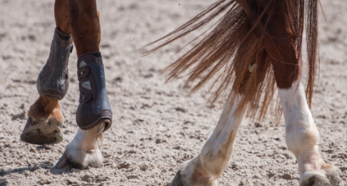Le syndrome naviculaire chez le cheval : définition, diagnostic et prise en charge