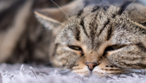 La diarrhée chez le chat : comprendre, prévenir et soigner