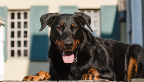 Le Beauceron