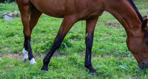 Les plantes toxiques pour le cheval : les connaitre pour éviter le danger
