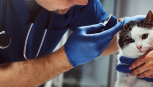 Otite chez le chat : comment la détecter et la soigner ?