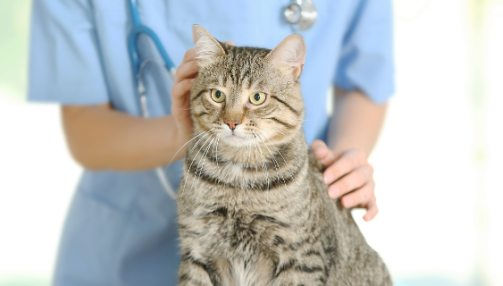 Stérilisation chez le chat : guide complet