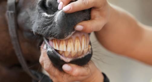 Contrôler la dentition de son cheval