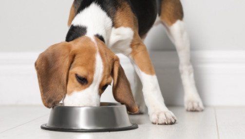 Quelle quantité de croquettes donner à mon chien ?