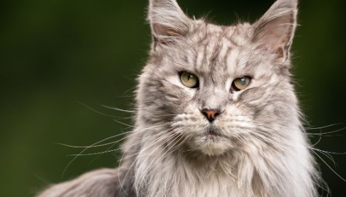 Le Maine Coon