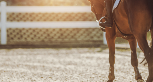 Ulcères gastriques chez le cheval : causes, symptômes et prise en charge