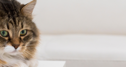 Chat stressé : symptômes, causes et solutions