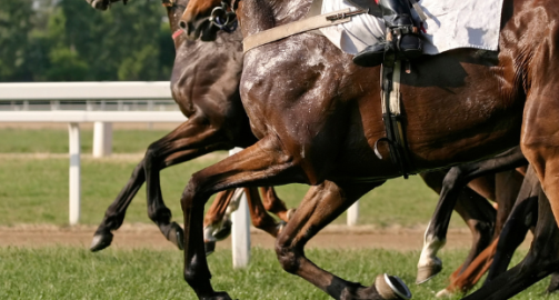 Le coup de sang chez le cheval : définition, causes, symptômes et prise en charge