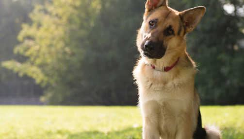 Le syndrome vestibulaire chez le chien : quelques notions importantes pour mieux le comprendre