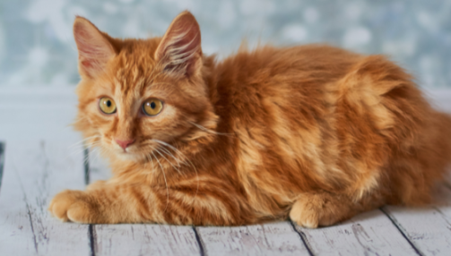 Le Bobtail américain