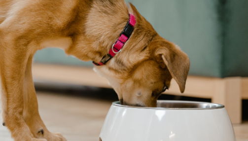 Vitamines et compléments : comprendre les besoins de votre chien