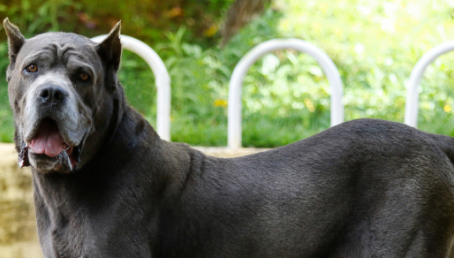 Le Cane Corso